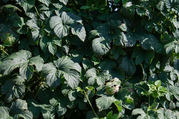 Hop garden texture. The hop leaves are lush green. Everything in close-up.