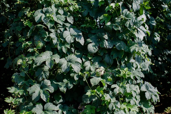 Hop garden texture. The hop leaves are lush green. Everything in close-up.