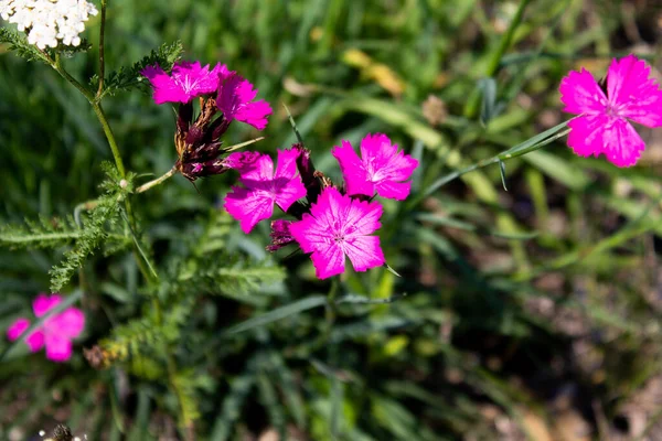 有几朵花的卡图森康乃馨的花冠 Dianthus Carenthusiasm Anorum 免版税图库照片