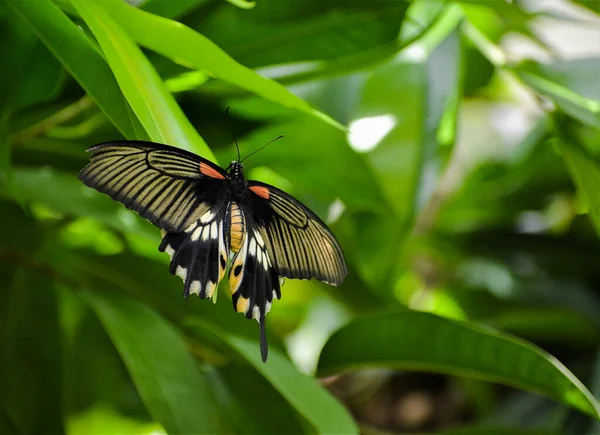 Wielki Mormon Papilio Memnon Pięknie Rysowany Motyl Siedzi Prześcieradle — Zdjęcie stockowe