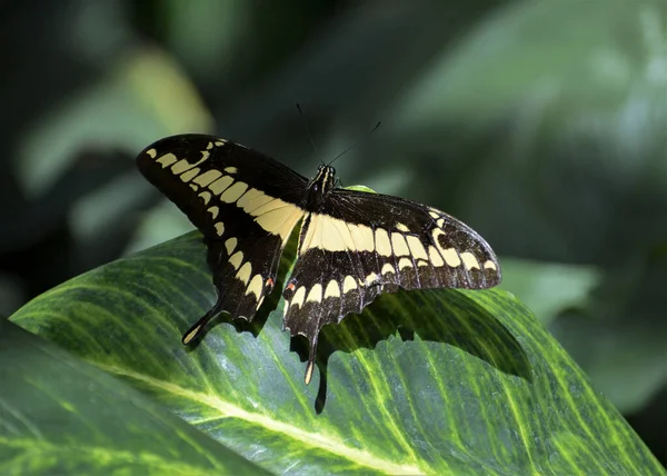 King Swallowtail Παπίλιο Thoas Μια Μαύρη Πεταλούδα Μπεζ Σχέδιο — Φωτογραφία Αρχείου