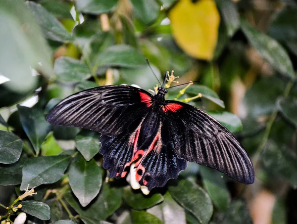 Scarlet Mormon Papilio Rumanzovia Μια Μαύρη Πεταλούδα Κάθεται Ένα Λουλούδι — Φωτογραφία Αρχείου