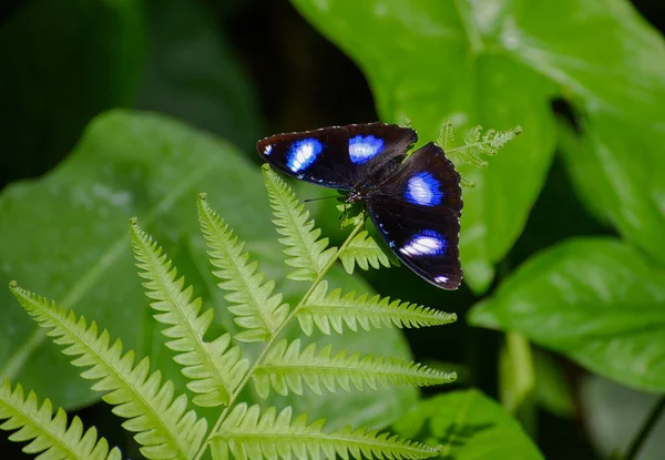 양치식물의 잎에는 수있는 날파리라는 이름을 나비가 파란색이 좋네요 — 스톡 사진