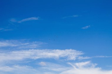 Mavi gökyüzü, gökyüzünde birçok leylek olan ışık bulutu..