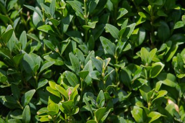 Boxwood çit dokusu. Güzel yeşil ağaç bir çit gibi serilmiş.
