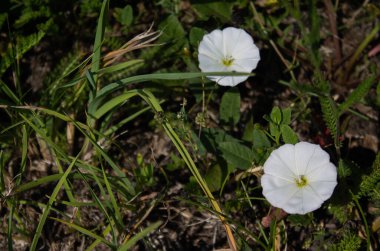 Bindweed bir tırmanma tesisi. Burada, yerde çekilmiş..