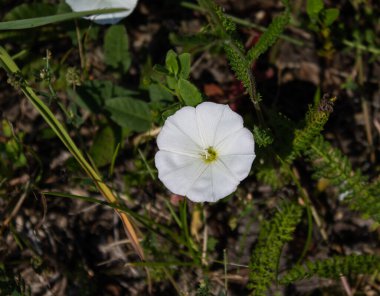 Bindweed bir tırmanma tesisi. Burada, yerde çekilmiş..
