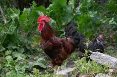 Gururlu bir horoz tavuklarından birinin önünde durur ve fotoğrafçıyı şüpheli bir şekilde izler..