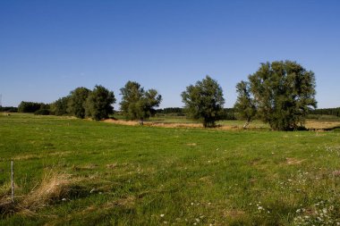 Çayırdaki bir sokak dolusu ağaç. Güzel bir yaz gününde açık mavi gökyüzü.