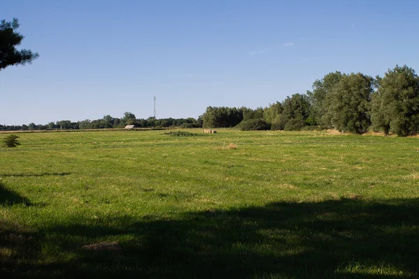 木のある大きな牧草地 美しい夏の日に青い空で — ストック写真