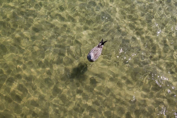 Eine Möwe Schwimmt Flachen Wasser — Stockfoto