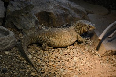 Steppe gözlemcileri Varanus exanthematicus bozkırlarda ve çayırlarda yaşadıkları Afrika 'ya özgüdür. Steppe monitörleri diurnal.