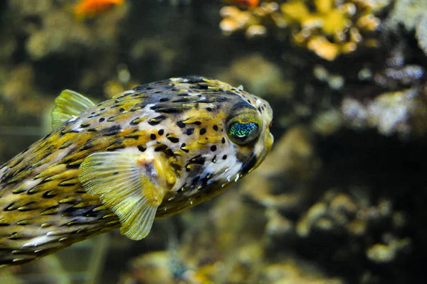 Globo Espinoso Diodon Holocanthus Con Sus Ojos Coloridos Sensacionalmente Hermosos — Foto de Stock