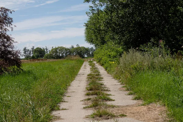 Beton levhalarla döşenmiş olağandışı toprak yol. Solda bir tarla, sağda bir orman..