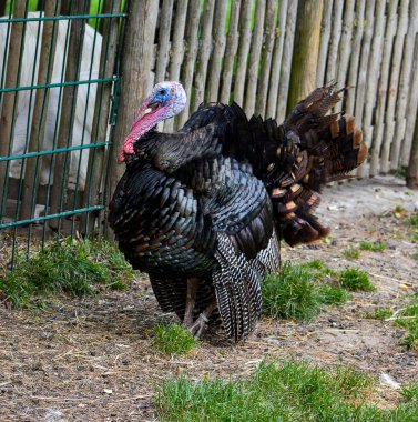 Bronz hindi mutlaka en güzel kuş değildir..
