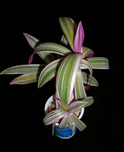 Beautiful ornamental plant with pinkish-purple leaves. Wandering Jew Tradescantia spathacea