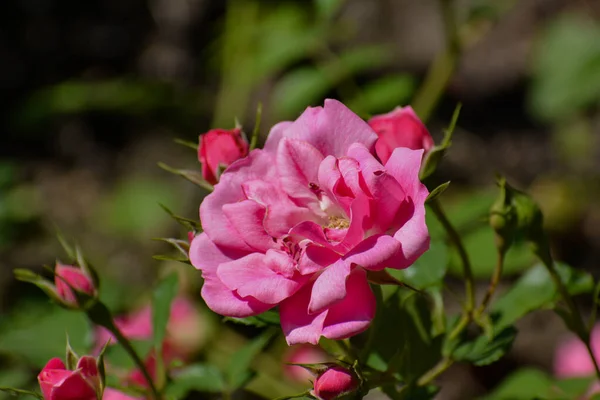这朵玫瑰的名字叫做 坏瑞索芬 开着一朵粉红色的花 在后面你可以看到一些密闭的花 — 图库照片