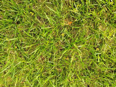 Yeşil çimen, çimen dokusu, arka plan, yeşil yapraklar.