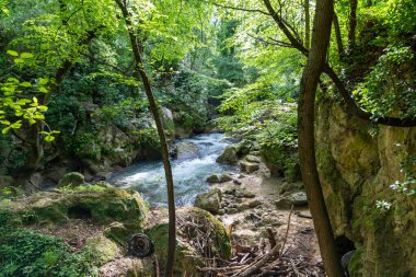 Doğanın ortasındaki bataklık şelalelerinden gelen kara nehir.