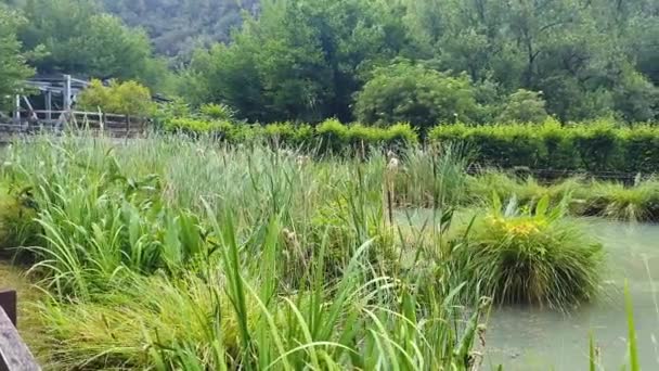 Lago Cascada Marmore Donde Hay Peces Ranas — Vídeo de stock