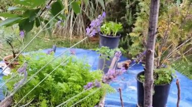 Ev bahçesindeki lavanta çiçekleri üzerinde bir yaban arısı