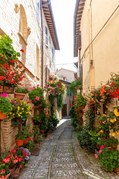 Spello Italy June 2020 Алеї Спілло Прикрашені Рослинами Характерними Квітами — стокове фото