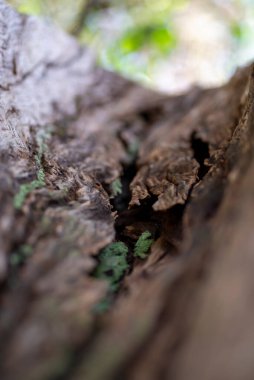 Güneşli bir günde, kışın ağaç kabuğu.