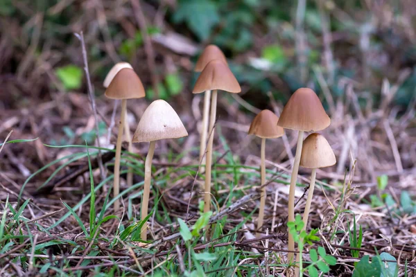 Wild Mushroom Family Born Wood Spring — Stock Photo, Image