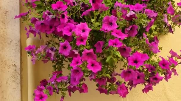 Planter med ljusa rosa petunia blommor — Stockvideo