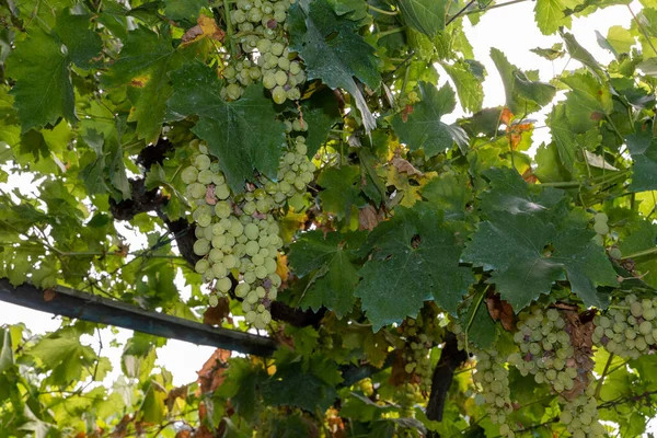 Bunches White Table Grapes Ready Harvest — Stock Photo, Image