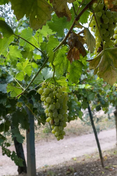 Trauben Aus Weißen Tafeltrauben Bereit Für Die Ernte — Stockfoto