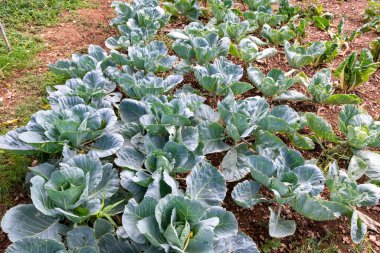 lahana çiftliği hala büyümekte olan bir masa gıdası olarak kullanılır.