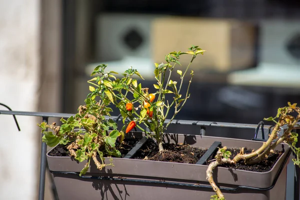 Chili Sämling Auf Einem Topf Vor Einem Restaurant Gepflanzt — Stockfoto
