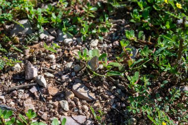 Polimatus iacarus kelebeği tarlalarda çok yaygındır.