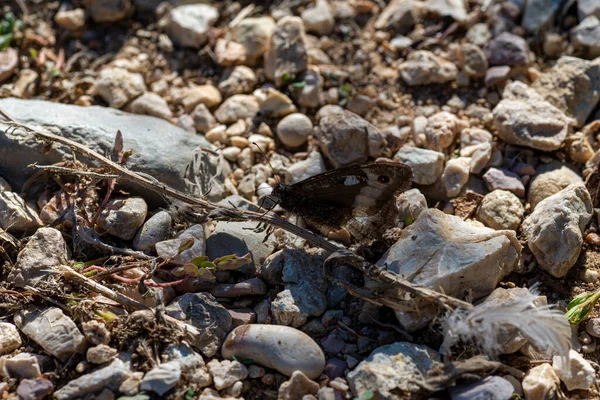 ヒッパルキア セメレ蝶が石の地面に眠っています — ストック写真