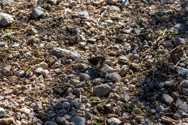 ヒッパルキア セメレ蝶が石の地面に眠っています — ストック写真