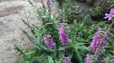 Nehir kenarındaki mor çiçeklerin üzerinde büyük kırmızı arı