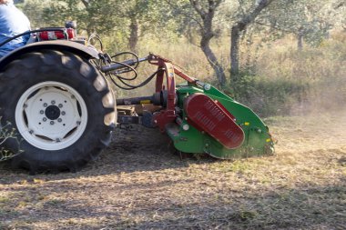 Terni, İtalya 13 Eylül 2020: zeytin tarlalarının traktörü ve sapı ile parçalama