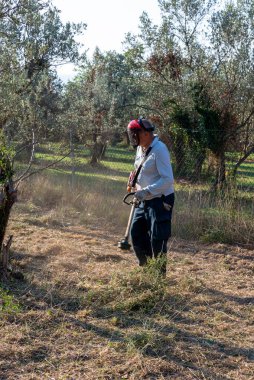 Zeytin tarlalarının kesilmesi sırasında fırça kesiciyle temizlik