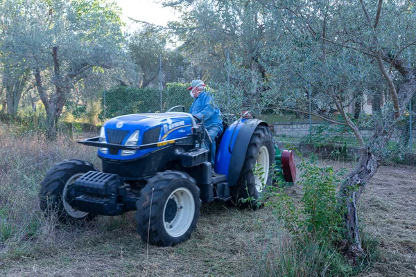 Terni Olaszországi Szeptember 2020 Aprítás Traktor Szár Chopper Olívamezők — Stock Fotó
