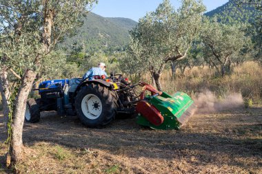 Terni, İtalya 13 Eylül 2020: zeytin tarlalarının traktörü ve sapı ile parçalama