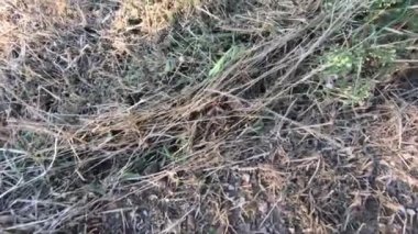 Fırça ağacının ortasındaki dindar bir adam gibi.