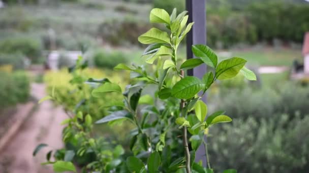 Una Planta Limón Verde Esperando Florecer Otoño — Vídeo de stock