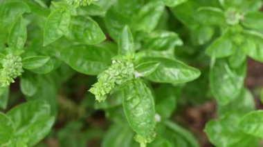 Yiyecek kullanımı için fesleğen.