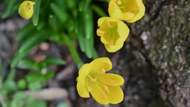 Trollius europaeus nace cerca de una fuente de agua — Vídeos de Stock