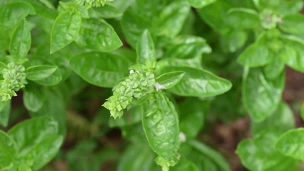 Planta de albahaca para uso alimentario — Vídeo de stock