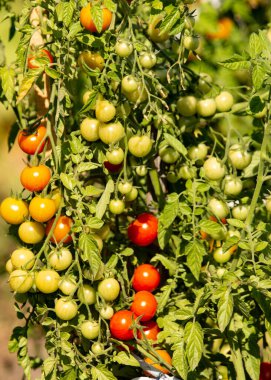 Çalılıklarda kırmızı ve yeşil domatesler