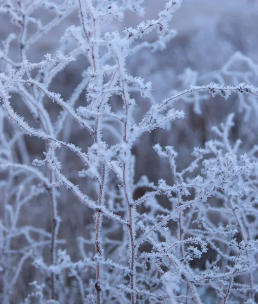 氷に覆われた草 — ストック写真