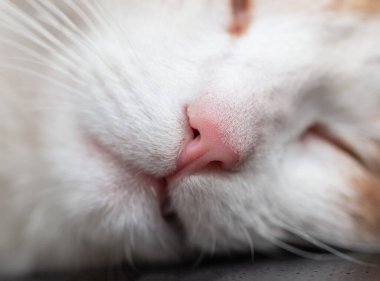 arka plan olarak kedi burnu pembe