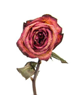 beyaz arkaplanda kuru gül çiçeği